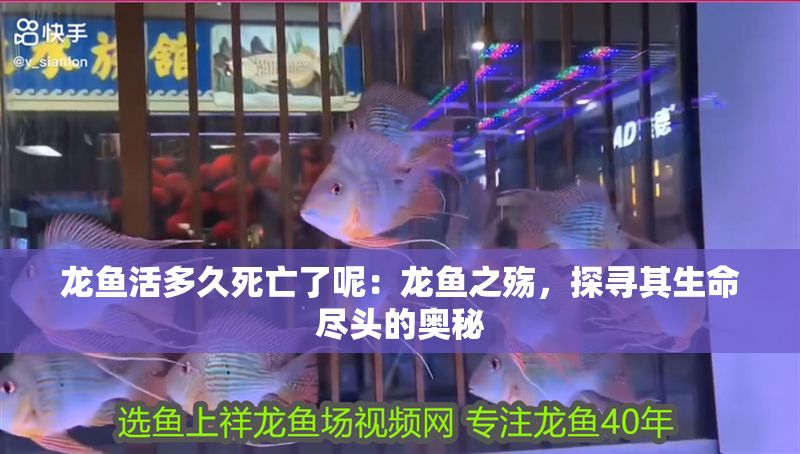 龍魚活多久死亡了呢：龍魚之殤，探尋其生命盡頭的奧秘