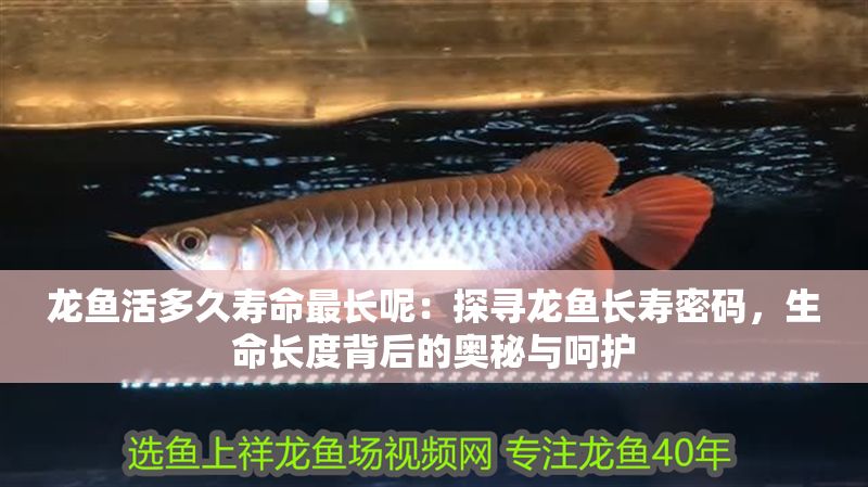 龍魚活多久壽命最長呢：探尋龍魚長壽密碼，生命長度背后的奧秘與呵護