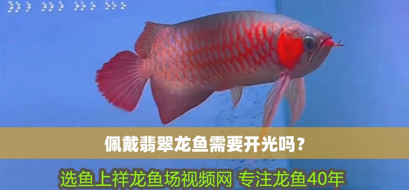 佩戴翡翠龍魚需要開光嗎？
