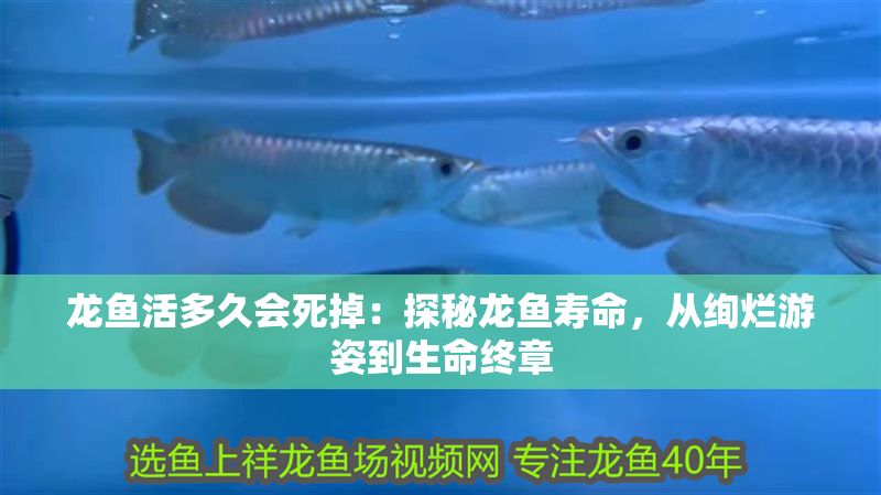 龍魚活多久會死掉：探秘龍魚壽命，從絢爛游姿到生命終章
