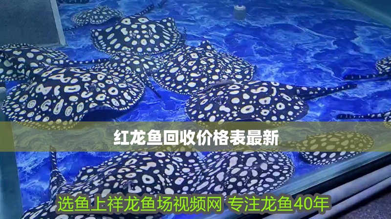 紅龍魚回收價格表最新 紅龍魚回收價格表最新 龍魚百科
