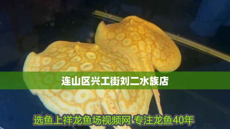 連山區(qū)興工街劉二水族店 全國水族館企業(yè)名錄 第1張 連山區(qū)興工街劉二水族店 連山區(qū)興工街劉二水族店 全國水族館企業(yè)名錄 第1張