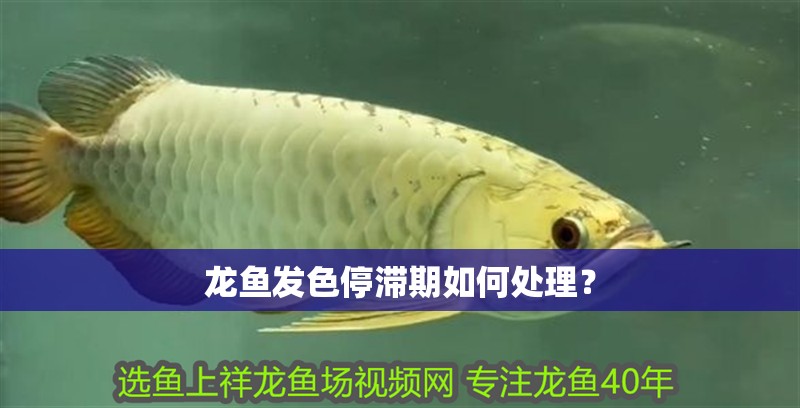 龍魚發色停滯期如何處理？