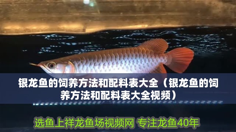 銀龍魚的飼養方法和配料表大全（銀龍魚的飼養方法和配料表大全視頻）
