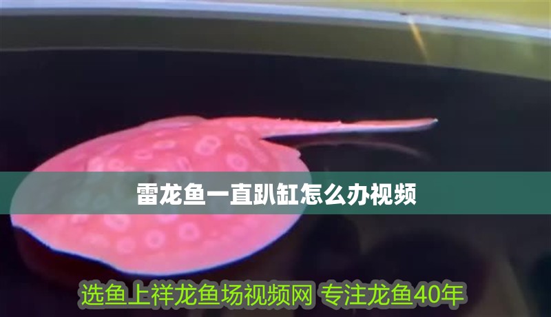 雷龍魚一直趴缸怎么辦視頻