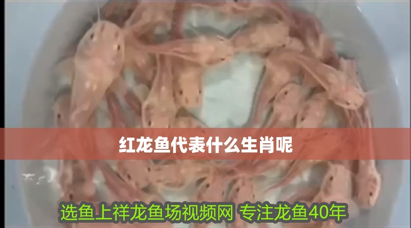 紅龍魚代表什么生肖呢 紅龍魚代表什么生肖呢 龍魚百科