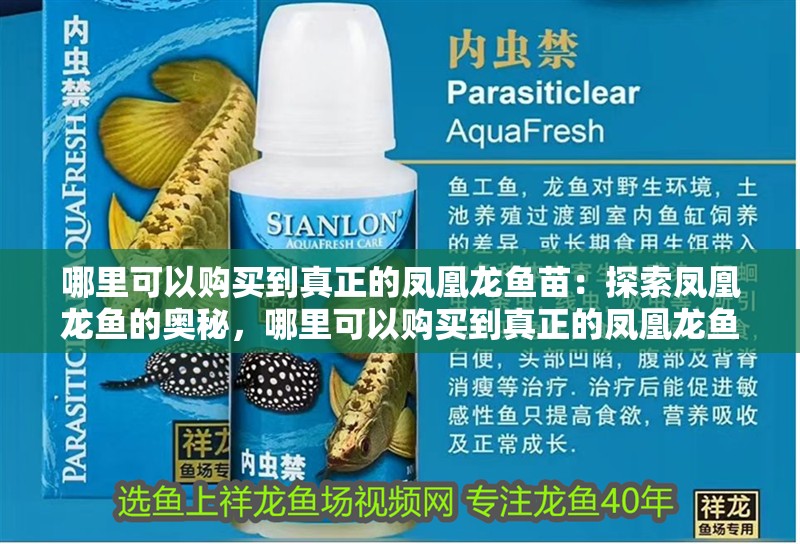 哪里可以購買到真正的鳳凰龍魚苗：探索鳳凰龍魚的奧秘，哪里可以購買到真正的鳳凰龍魚？
