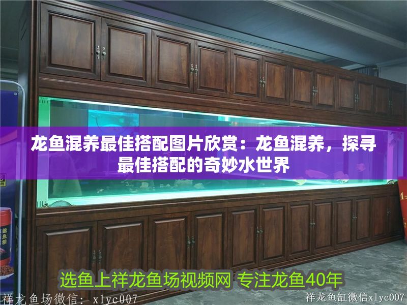 龍魚混養最佳搭配圖片欣賞：龍魚混養，探尋最佳搭配的奇妙水世界