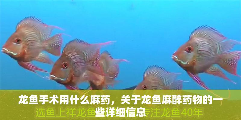 龍魚手術用什么麻藥，關于龍魚麻醉藥物的一些詳細信息 龍魚手術用什么麻藥，關于龍魚麻醉藥物的一些詳細信息 龍魚百科 第2張