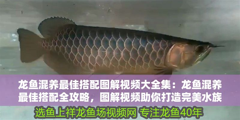 龍魚混養最佳搭配圖解視頻大全集：龍魚混養最佳搭配全攻略，圖解視頻助你打造完美水族生態