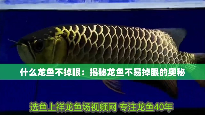 什么龍魚不掉眼：揭秘龍魚不易掉眼的奧秘
