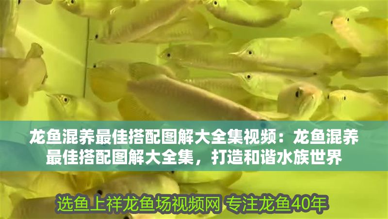 龍魚混養(yǎng)最佳搭配圖解大全集視頻：龍魚混養(yǎng)最佳搭配圖解大全集，打造和諧水族世界