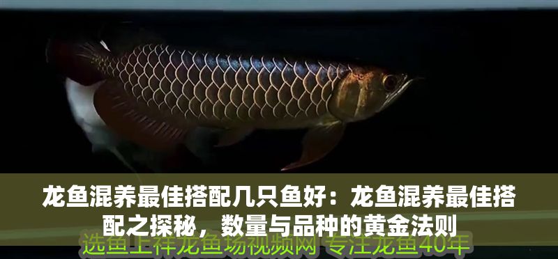 龍魚混養最佳搭配幾只魚好：龍魚混養最佳搭配之探秘，數量與品種的黃金法則