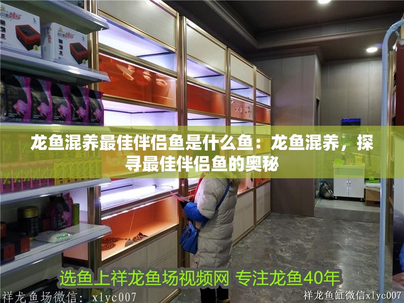 龍魚混養(yǎng)最佳伴侶魚是什么魚：龍魚混養(yǎng)，探尋最佳伴侶魚的奧秘