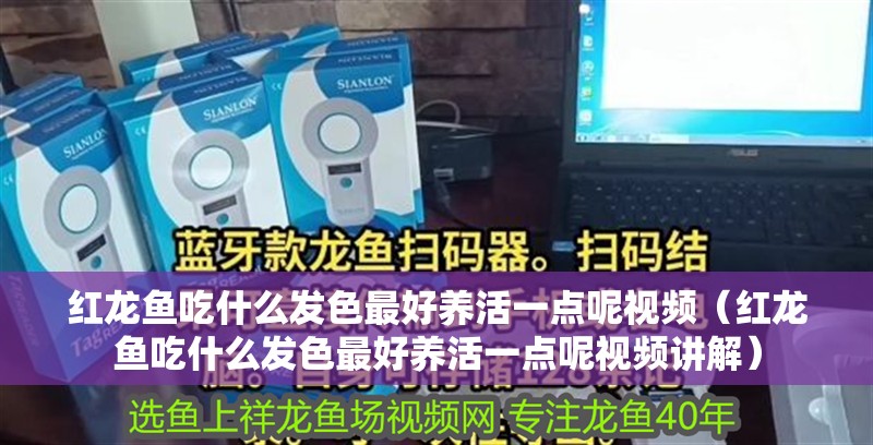 紅龍魚吃什么發色最好養活一點呢視頻（紅龍魚吃什么發色最好養活一點呢視頻講解）