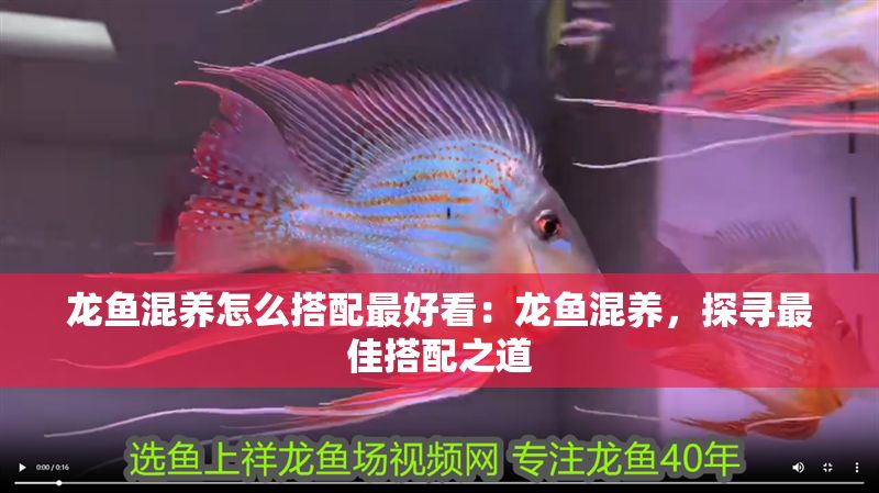 龍魚混養(yǎng)怎么搭配最好看：龍魚混養(yǎng)，探尋最佳搭配之道