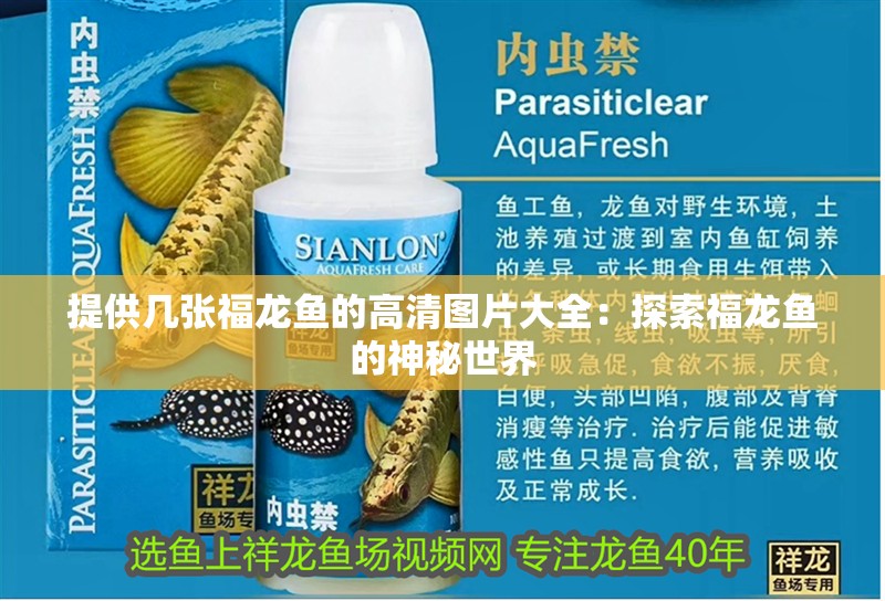 給我?guī)讖埐煌L(fēng)格的金龍魚高清圖片