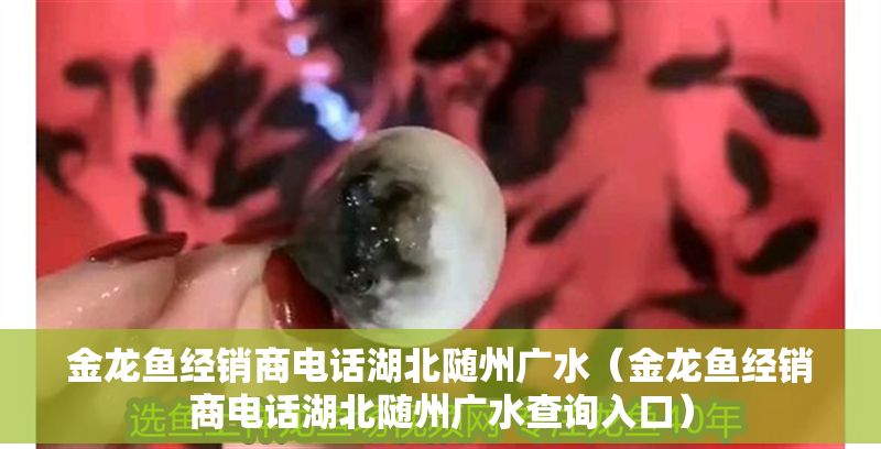 金龍魚經銷商電話湖北隨州廣水（金龍魚經銷商電話湖北隨州廣水查詢入口）