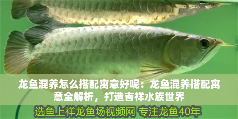 龍魚混養怎么搭配寓意好呢：龍魚混養搭配寓意全解析，打造吉祥水族世界