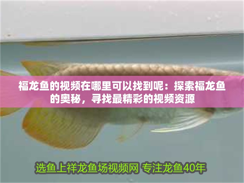 福龍魚的視頻在哪里可以找到呢：探索福龍魚的奧秘，尋找最精彩的視頻資源