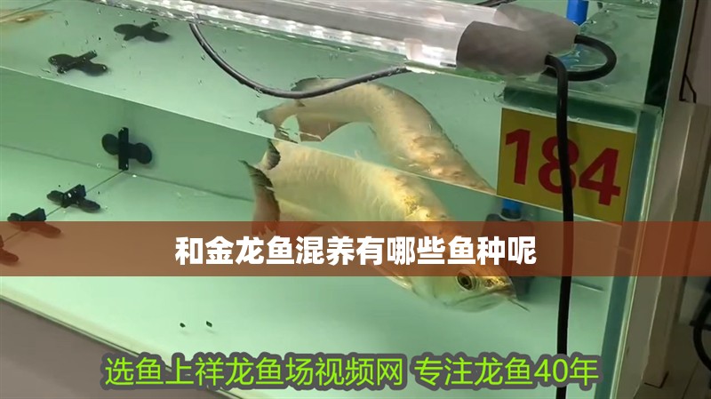 和金龍魚混養有哪些魚種呢