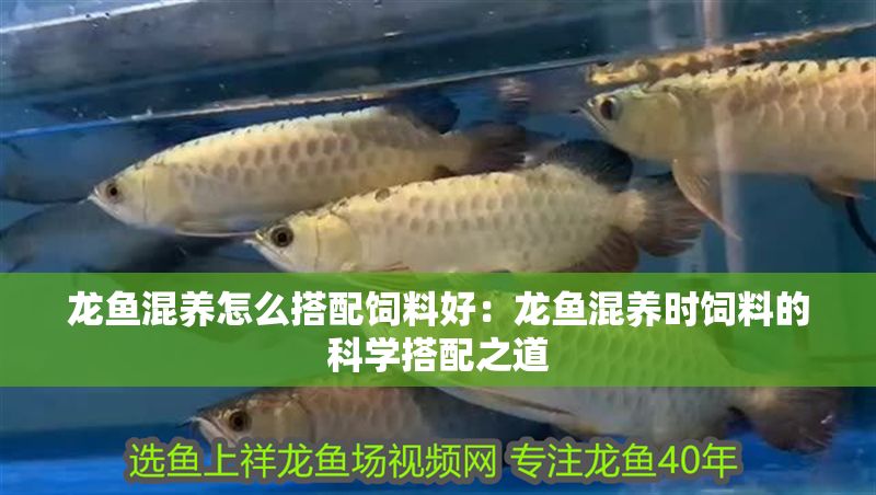 龍魚混養(yǎng)怎么搭配飼料好：龍魚混養(yǎng)時(shí)飼料的科學(xué)搭配之道