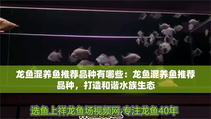 龍魚混養魚推薦品種有哪些：龍魚混養魚推薦品種，打造和諧水族生態
