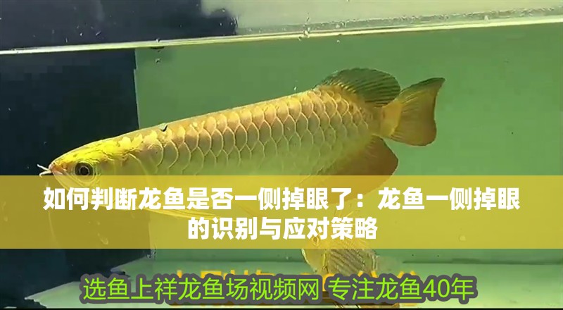 如何判斷龍魚是否一側(cè)掉眼了：龍魚一側(cè)掉眼的識(shí)別與應(yīng)對(duì)策略