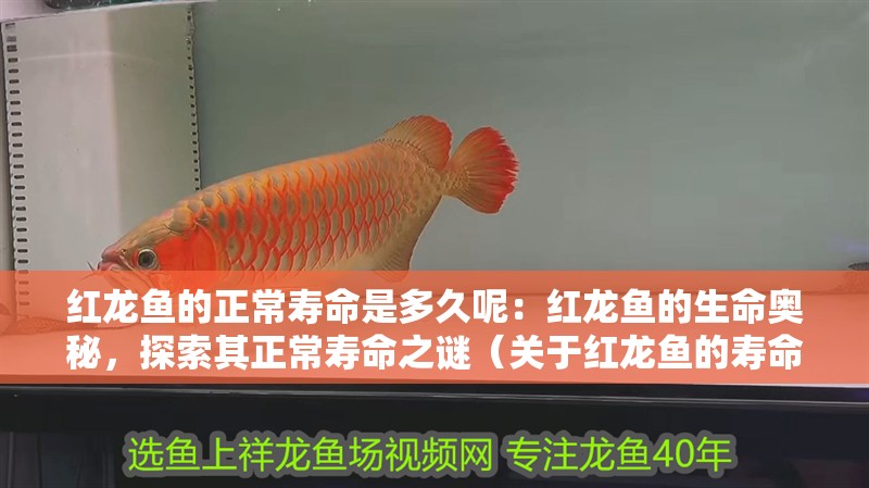 紅龍魚的正常壽命是多久呢：紅龍魚的生命奧秘，探索其正常壽命之謎（關于紅龍魚的壽命）