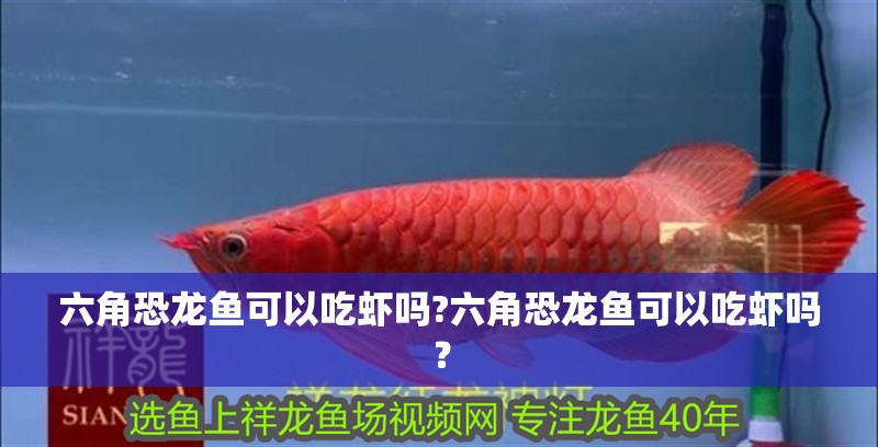 六角恐龍魚可以吃蝦嗎?六角恐龍魚可以吃蝦嗎？