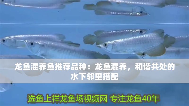 龍魚混養魚推薦品種:龍魚混養,和諧共處的水下鄰里搭配 龍魚百科 第1張 龍魚混養魚推薦品種:龍魚混養,和諧共處的水下鄰里搭配 龍魚混養魚推薦品種:龍魚混養,和諧共處的水下鄰里搭配 龍魚百科 第1張