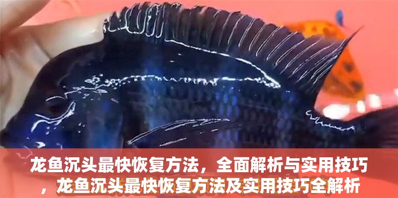 龍魚沉頭最快恢復(fù)方法，全面解析與實(shí)用技巧，龍魚沉頭最快恢復(fù)方法及實(shí)用技巧全解析