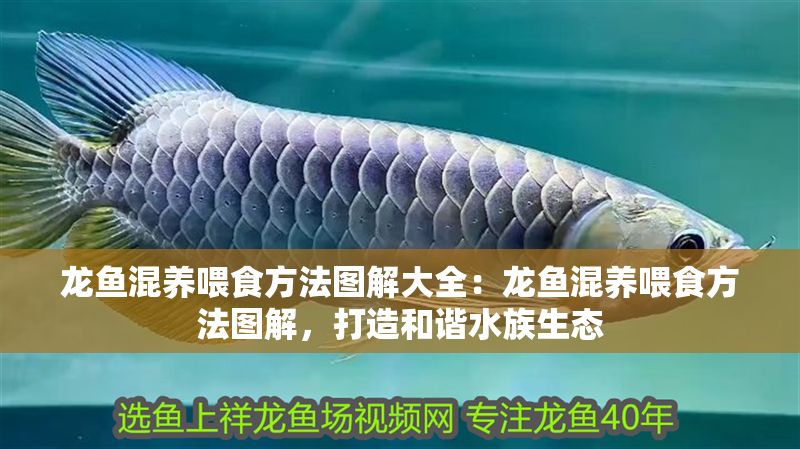 龍魚(yú)混養(yǎng)喂食方法圖解大全：龍魚(yú)混養(yǎng)喂食方法圖解，打造和諧水族生態(tài)