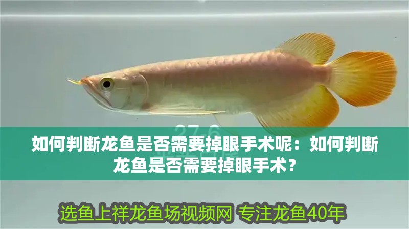 如何判斷龍魚是否需要掉眼手術呢：如何判斷龍魚是否需要掉眼手術？