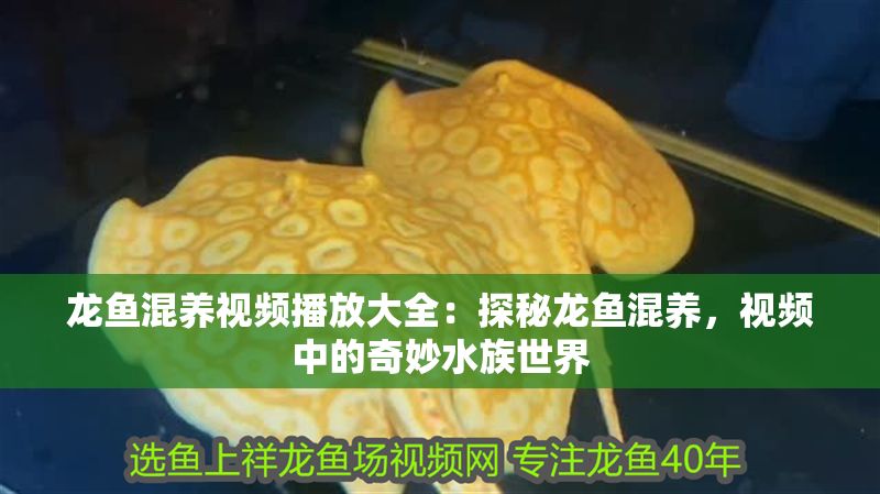 龍魚混養視頻播放大全：探秘龍魚混養，視頻中的奇妙水族世界