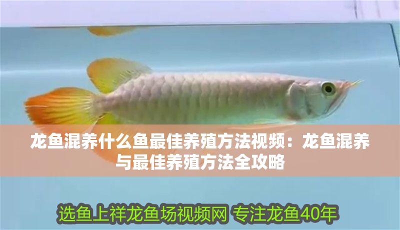 龍魚混養(yǎng)什么魚最佳養(yǎng)殖方法視頻：龍魚混養(yǎng)與最佳養(yǎng)殖方法全攻略