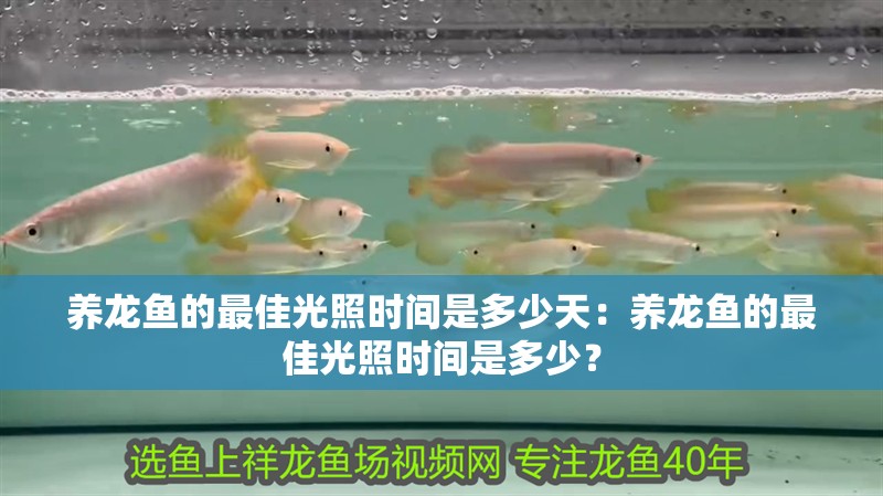 養龍魚的最佳光照時間是多少天：養龍魚的最佳光照時間是多少？