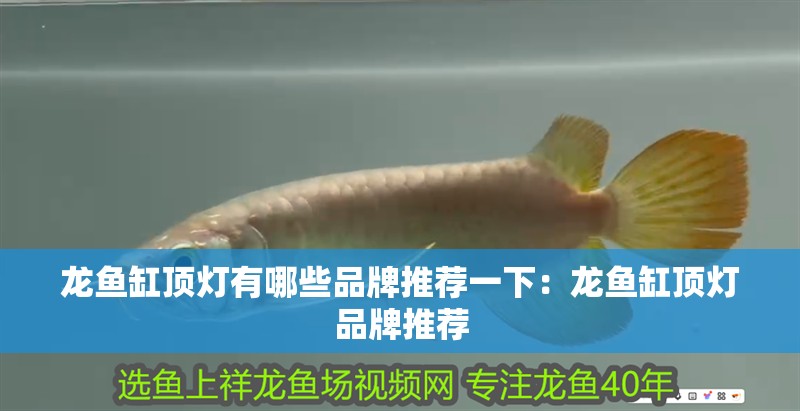 龍魚缸頂燈有哪些品牌推薦一下：龍魚缸頂燈品牌推薦
