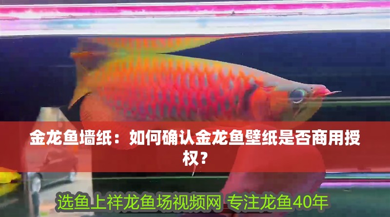 金龍魚墻紙：如何確認(rèn)金龍魚壁紙是否商用授權(quán)？