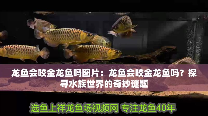 龍魚會咬金龍魚嗎圖片：龍魚會咬金龍魚嗎？探尋水族世界的奇妙謎題