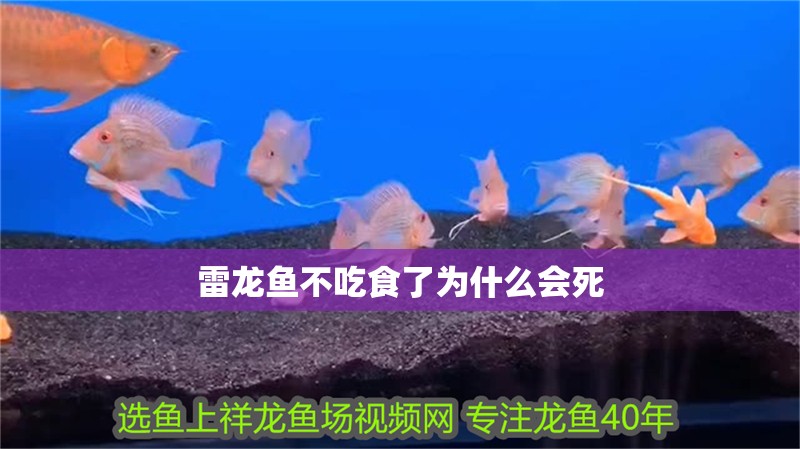雷龍魚(yú)不吃食了為什么會(huì)死