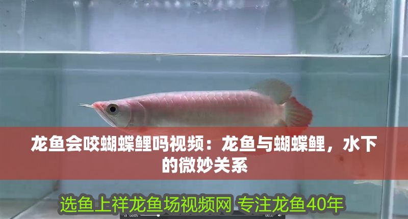 龍魚會咬蝴蝶鯉嗎視頻：龍魚與蝴蝶鯉，水下的微妙關系