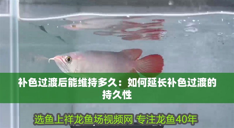 鸚鵡魚和銀龍魚混養怎樣喂食 補色過渡后能維持多久:如何延長補色過渡的持久性 龍魚百科 補色過渡后能維持多久:如何延長補色過渡的持久性 補色過渡后能維持多久:如何延長補色過渡的持久性 龍魚百科