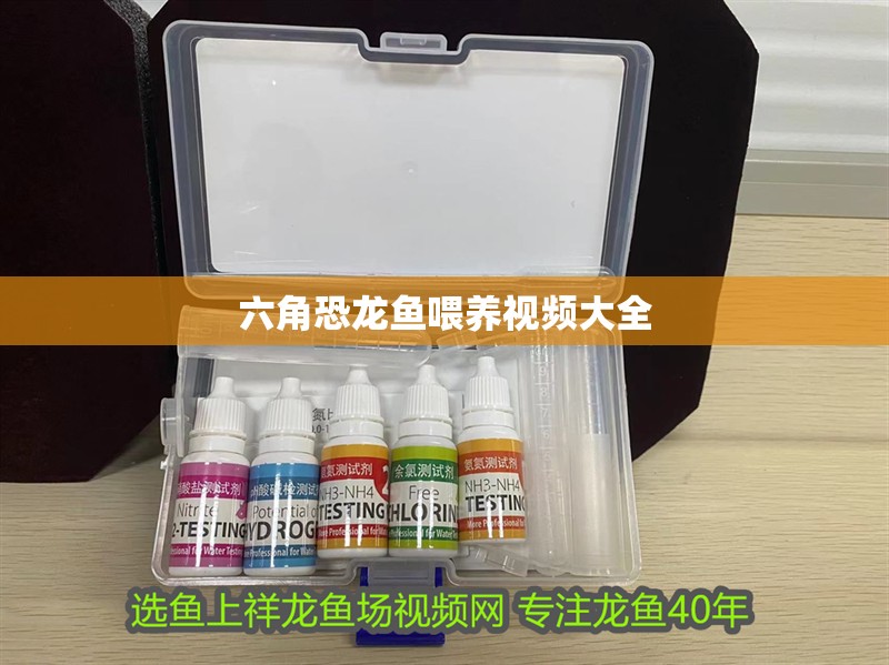 六角恐龍魚喂養視頻大全 六角恐龍魚喂養視頻大全 龍魚百科