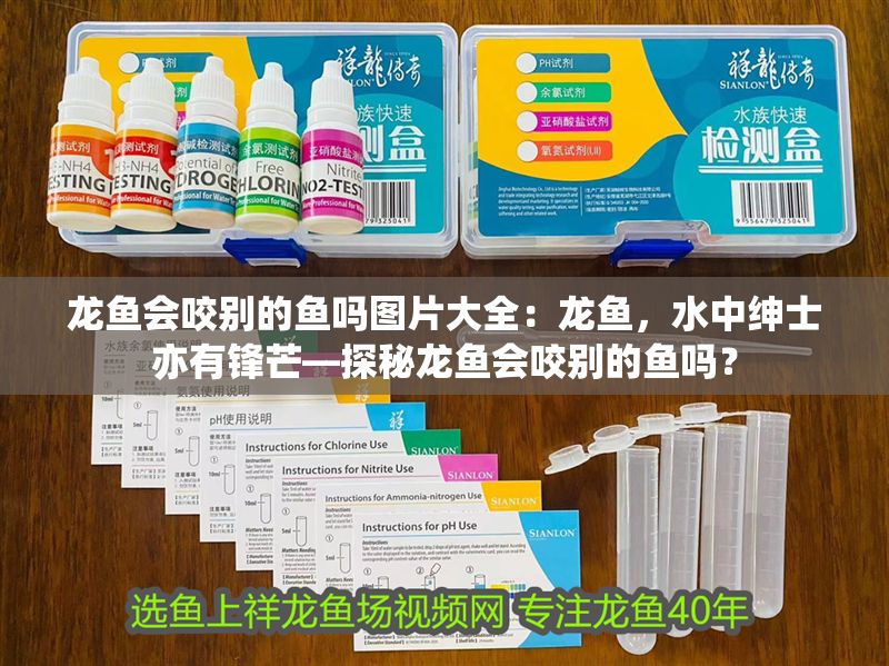 龍魚會咬別的魚嗎圖片大全：龍魚，水中紳士亦有鋒芒—探秘龍魚會咬別的魚嗎？