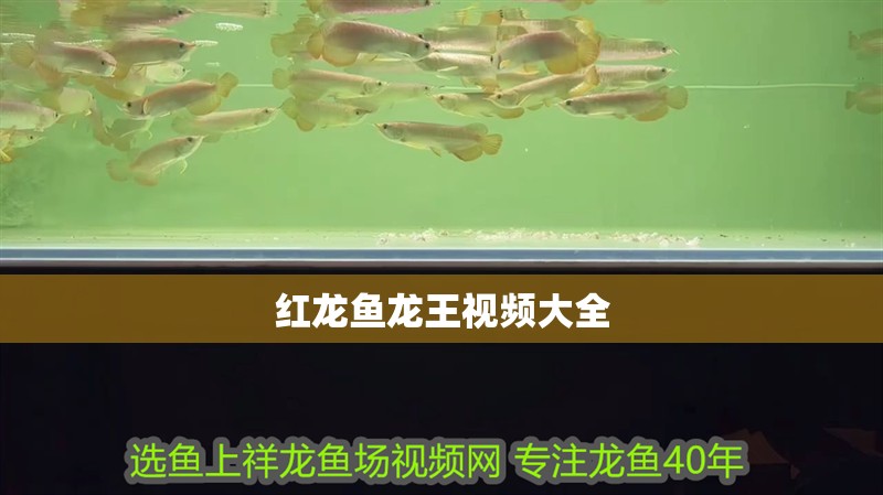 紅龍魚龍王視頻大全 紅龍魚龍王視頻大全 龍魚百科