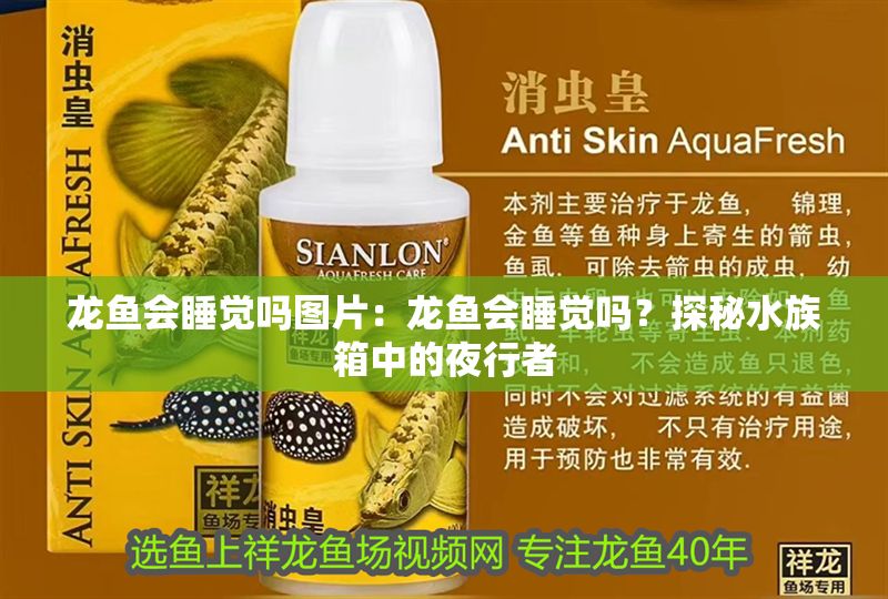 龍魚會(huì)睡覺嗎圖片：龍魚會(huì)睡覺嗎？探秘水族箱中的夜行者