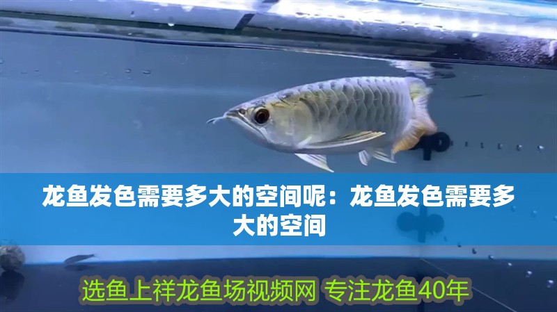龍魚發色需要多大的空間呢：龍魚發色需要多大的空間