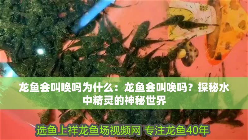 龍魚會叫喚嗎為什么：龍魚會叫喚嗎？探秘水中精靈的神秘世界 龍魚會叫喚嗎為什么：龍魚會叫喚嗎？探秘水中精靈的神秘世界 龍魚百科 第1張