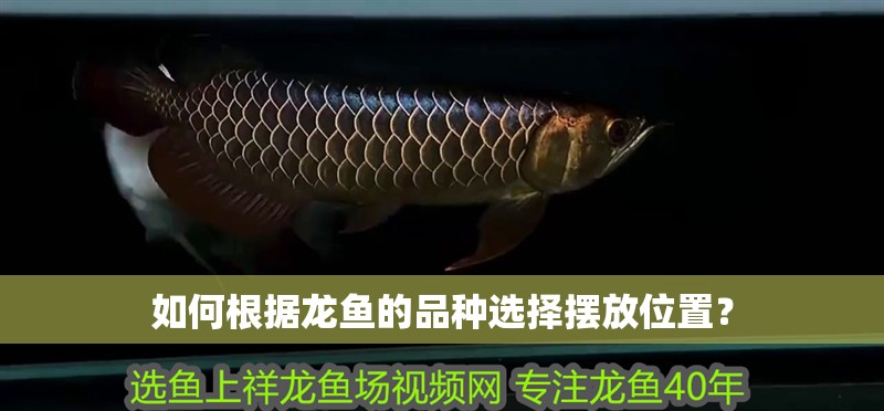 魚缸過濾器選購指南:自制魚缸過濾器魚缸上置過濾器對于養(yǎng)魚愛好者的必備知識 紅龍魚魚鱗發(fā)黑咋回事(紅龍魚魚鱗發(fā)黑可能由于多種因素引起,可能是多種因素引起) 龍魚百科 紅龍魚魚鱗發(fā)黑咋回事(紅龍魚魚鱗發(fā)黑可能由于多種因素引起,可能是多種因素引起) 紅龍魚魚鱗發(fā)黑咋回事(紅龍魚魚鱗發(fā)黑可能由于多種因素引起,可能是多種因素引起) 龍魚百科